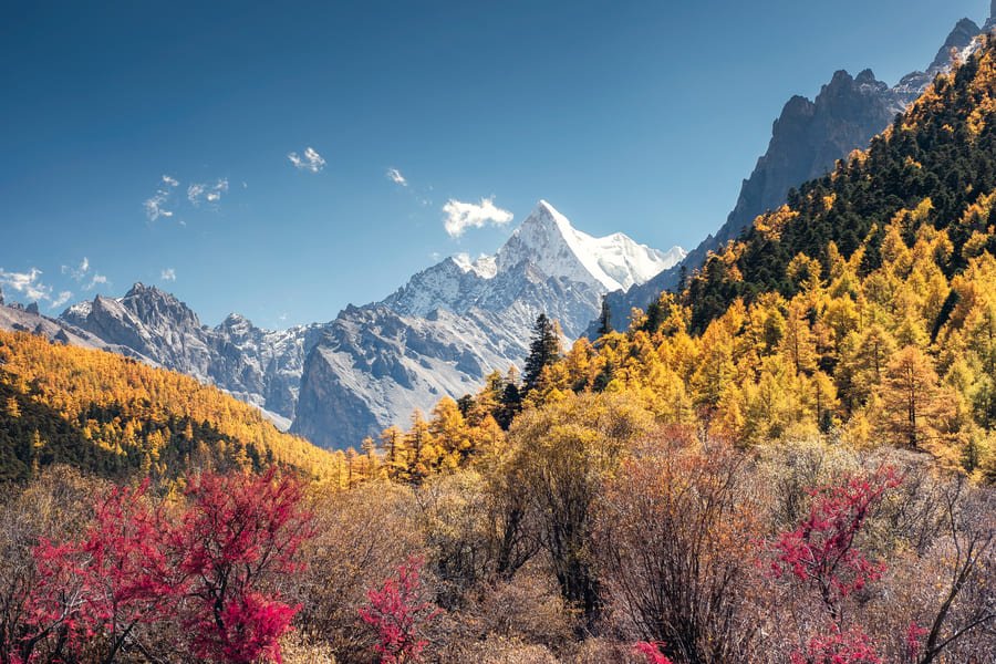 Paisaje alpino durante el otoño. En el primer plano se aprecian arbustos de un color rojo vibrante y matorrales secos. Detrás de ellos, las laderas de las montañas están cubiertas por un denso bosque de árboles con follaje dorado y amarillo brillante, intercalado con pinos verdes. Al fondo, se imponen majestuosas montañas rocosas y picos escarpados cubiertos de nieve perpetua que contrastan con un cielo azul despejado y unas pocas nubes blancas y tenues.